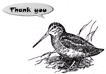 American Woodcock shows appreciation
