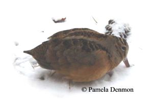 woodcock feeding in snow
